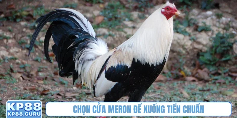 Chọn cửa Meron để xuống tiền chuẩn