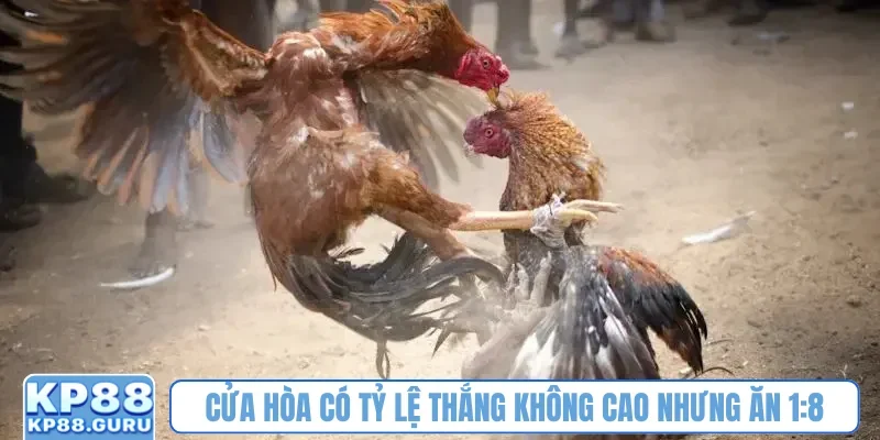 Cửa hòa có tỷ lệ thắng không cao nhưng ăn 1:8