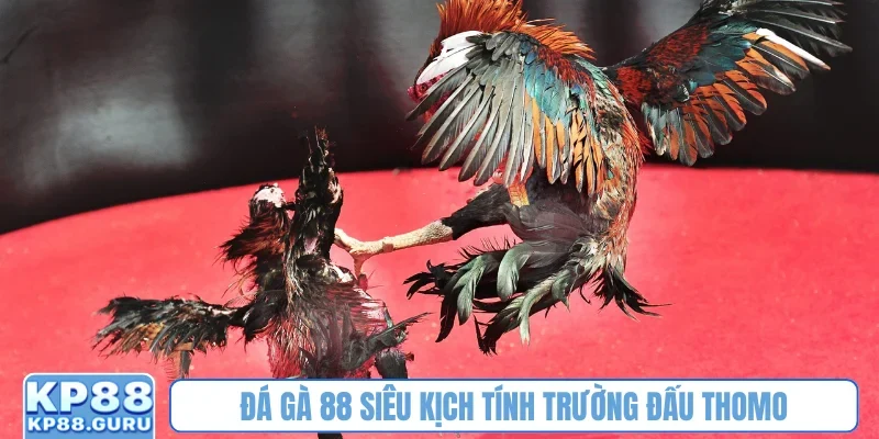 Đá gà 88 siêu kịch tính trường đấu Thomo
