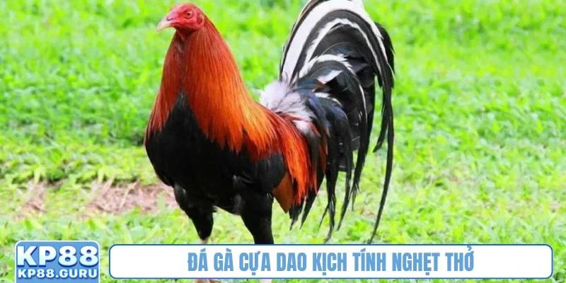 Đá gà cựa dao kịch tính nghẹt thở