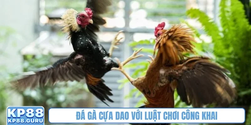 Đá gà cựa dao với luật chơi công khai