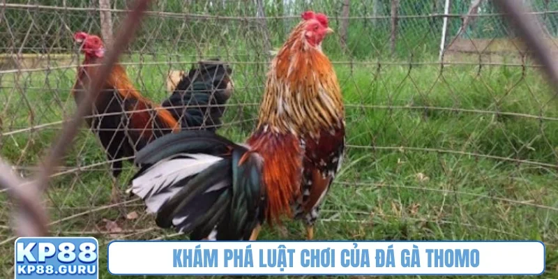 Khám phá luật chơi của đá gà Thomo