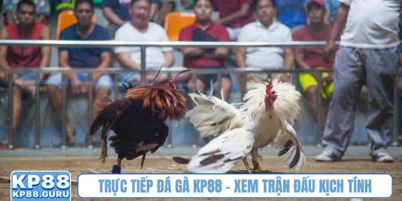 Trực tiếp đá gà