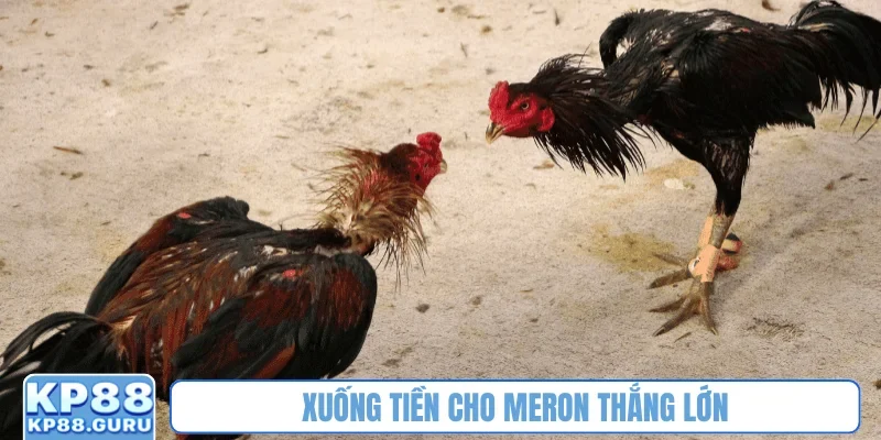 Xuống tiền cho Meron thắng lớn